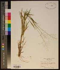 Panicum commonsianum image