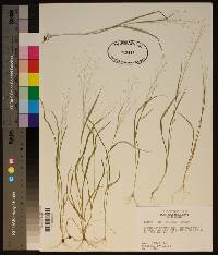 Panicum flexile image