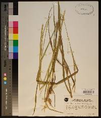 Panicum hemitomon image