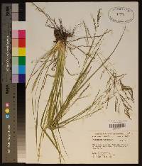 Panicum combsii image