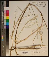 Panicum repens image