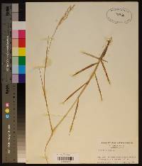 Panicum repens image