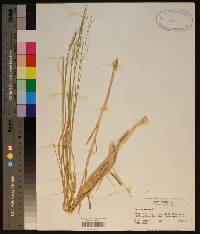 Panicum repens image