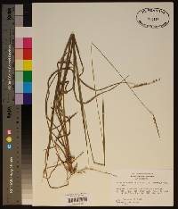 Paspalum praecox image