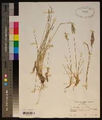 Poa fendleriana subsp. longiligula image