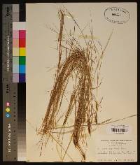 Schizachyrium tenerum image