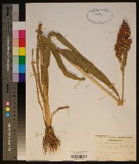 Sorghum bicolor image