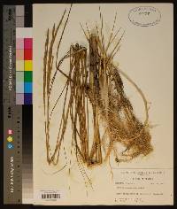 Spartina alterniflora image