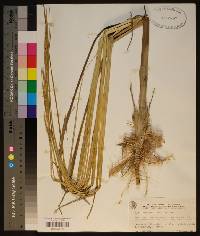 Spartina alterniflora image