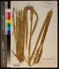 Spartina cynosuroides image