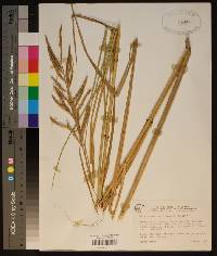 Spartina cynosuroides image