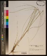 Spartina patens image