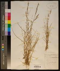 Spartina patens image