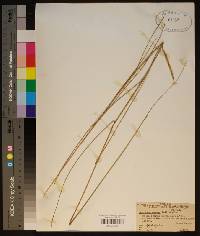 Spartina patens image