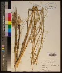 Spartina patens image