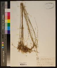 Spartina patens image