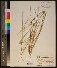 Spartina patens image