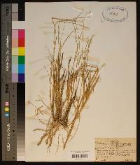 Spartina patens image