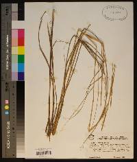 Spartina patens image