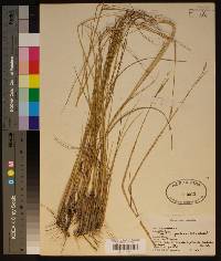 Spartina patens image