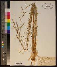 Spartina patens image