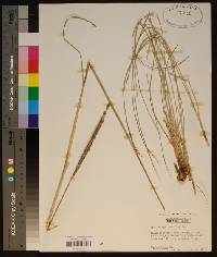 Spartina spartinae image