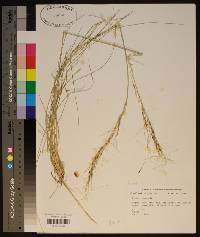 Piptochaetium avenaceum image