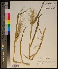 Triticum aestivum image