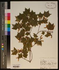 Acer leucoderme image