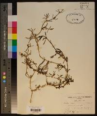 Sesuvium portulacastrum image