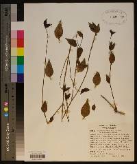 Alternanthera flavescens image