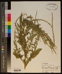 Amaranthus tuberculatus image