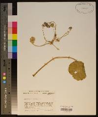 Hydrocotyle umbellata image