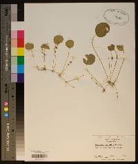 Hydrocotyle verticillata image