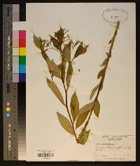 Amsonia tabernaemontana image