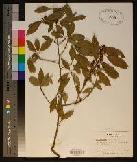 Ilex laevigata image