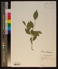 Ilex longipes image