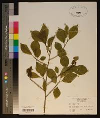 Ilex longipes image