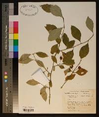 Ilex longipes image