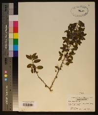 Ilex vomitoria image