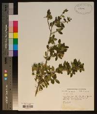 Ilex vomitoria image