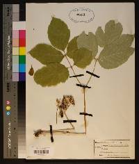 Aralia nudicaulis image