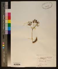 Aralia nudicaulis image