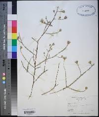 Inula spiraeifolia image