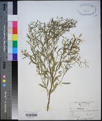 Baccharis angustifolia image