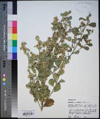 Baccharis glomeruliflora image