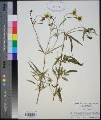 Bidens mitis image