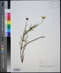 Bidens mitis image