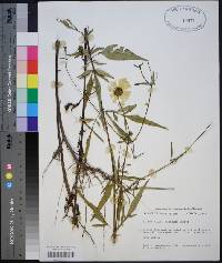 Bidens mitis image