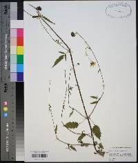 Bidens mitis image